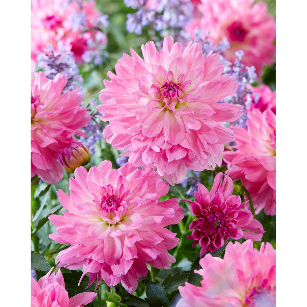 Dahlia Garden Sensation Dekorativ 1-pack NYHET